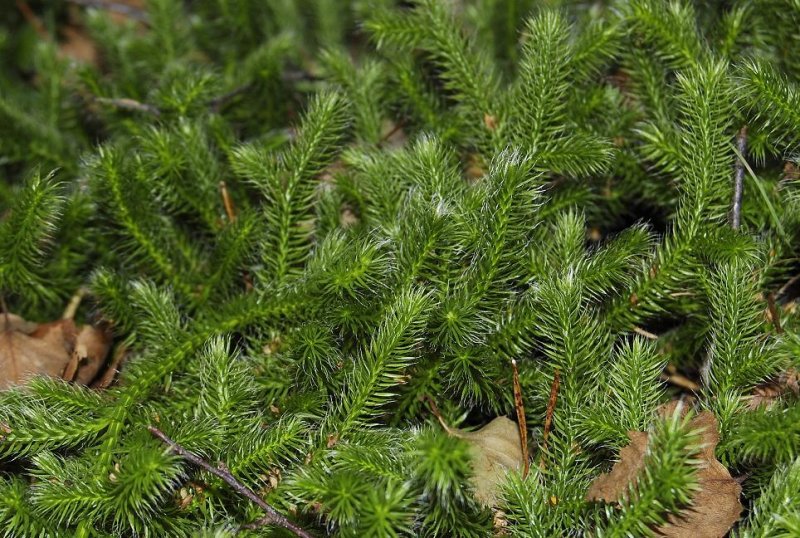 Lycopodium clavatum foliage.