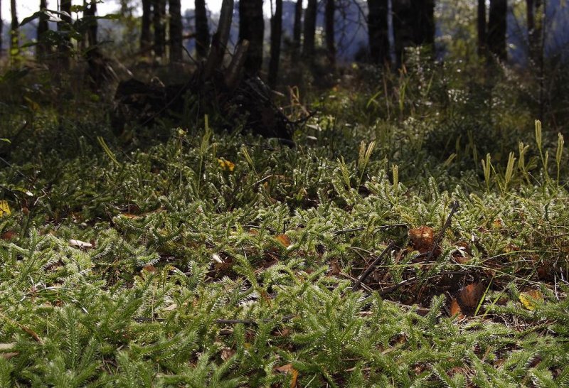 Lycopodium clavatum. Covering the forest floor