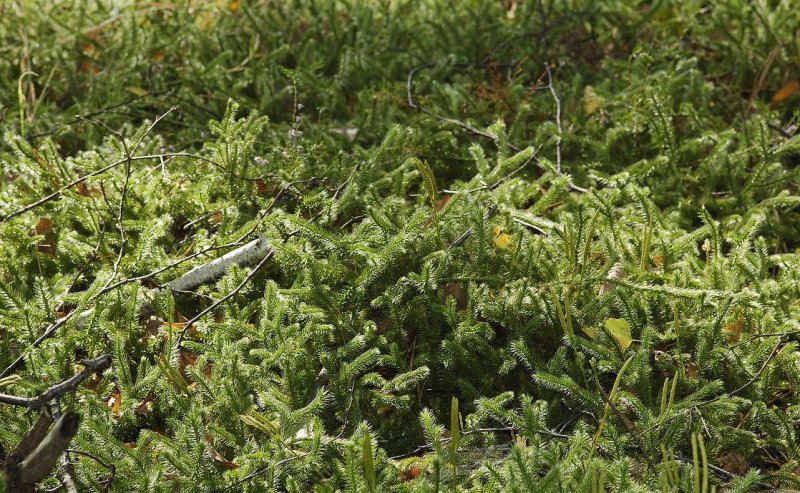Lycopodium clavatum.