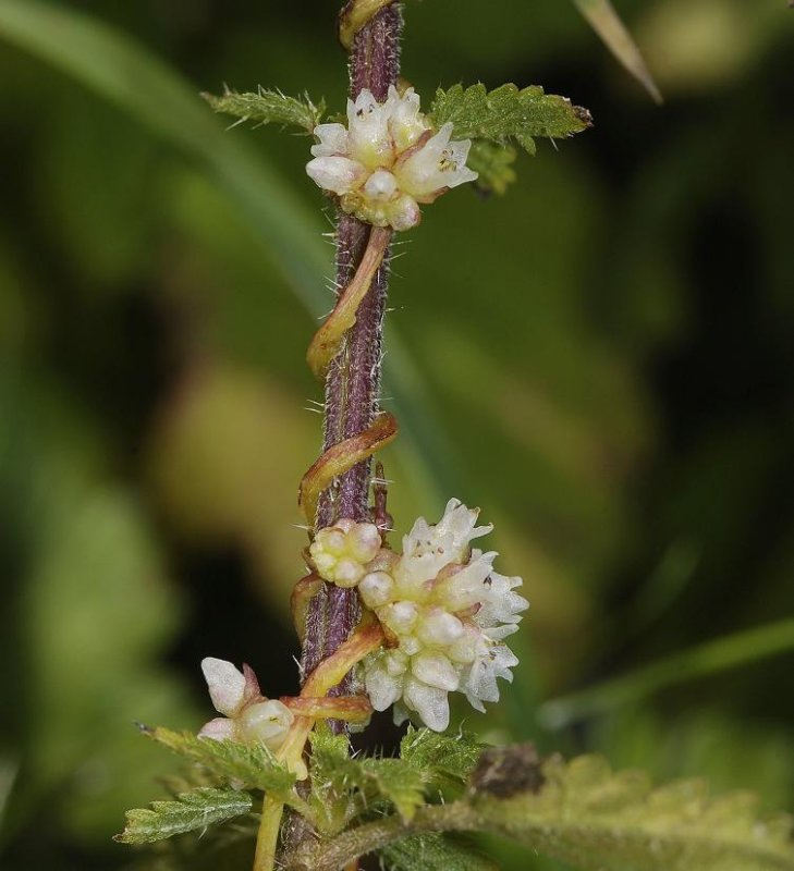 Cuscuta europaea.