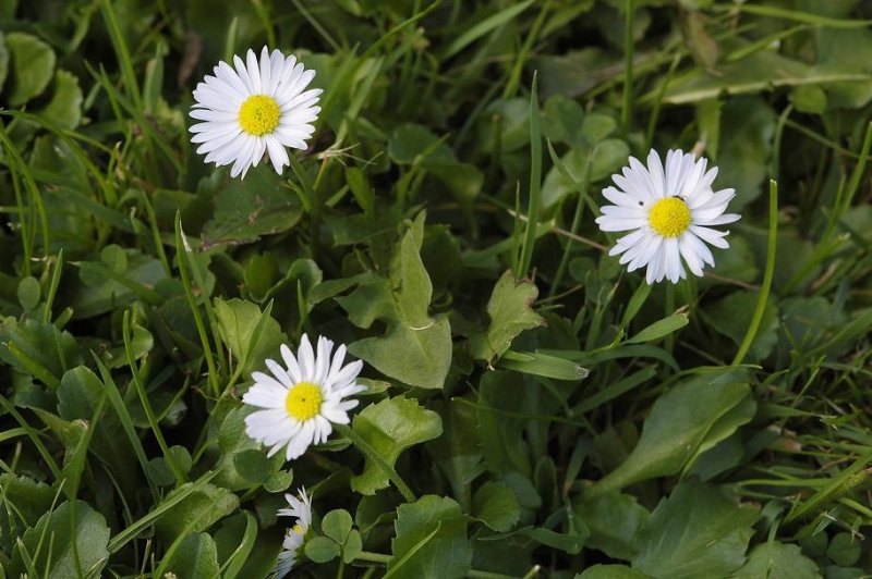 Bellis perennis.