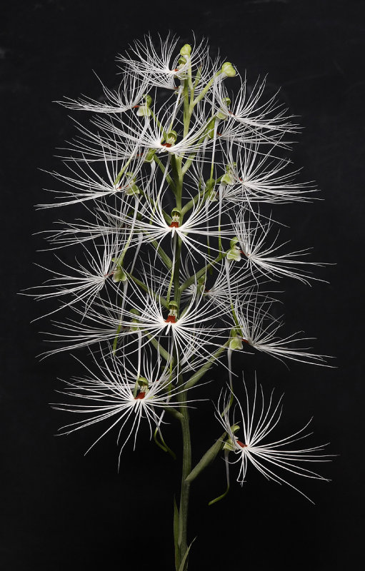 Habenaria medusa