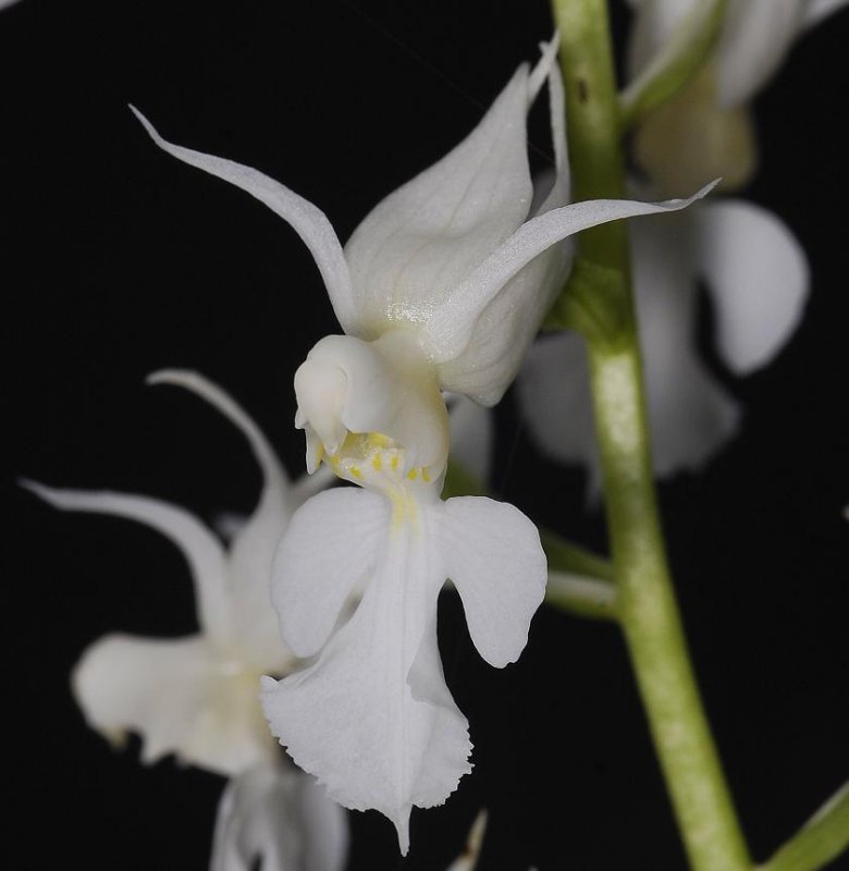 Calanthe puberula f. alba. (Syn C. reflexa f. alba)