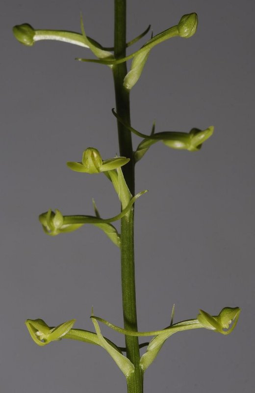 Habenaria lucida. Spike.