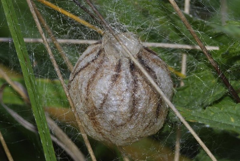 Argiope bruennichi. Egg cocoon.