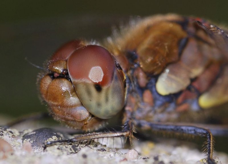 Sympetrum striolatum. Close-up.