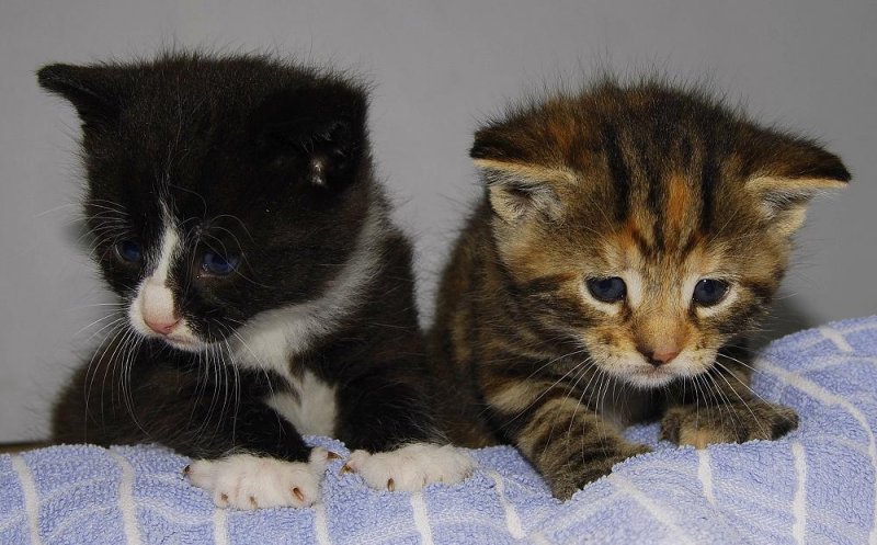 Maen and Gioia. These are the children of Poeske