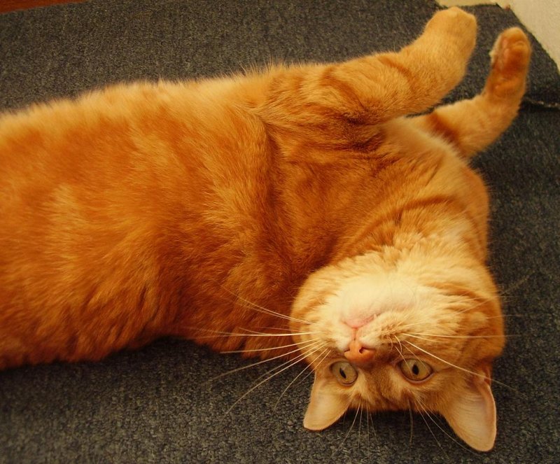Stampie having problems with gravity (My brothers cat)