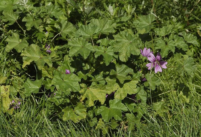 Malva sylvestrisl.