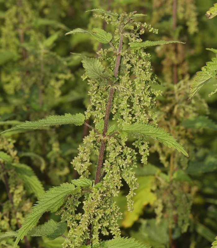 Urtica dioica. Close-up.