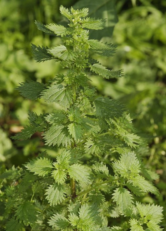 Urtica urens.