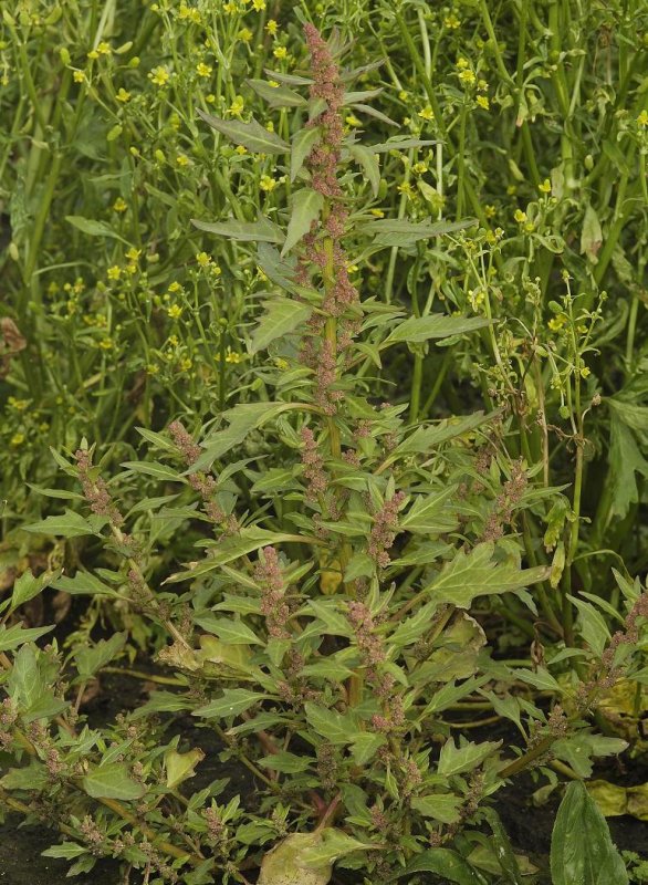 Chenopodium rubrum.