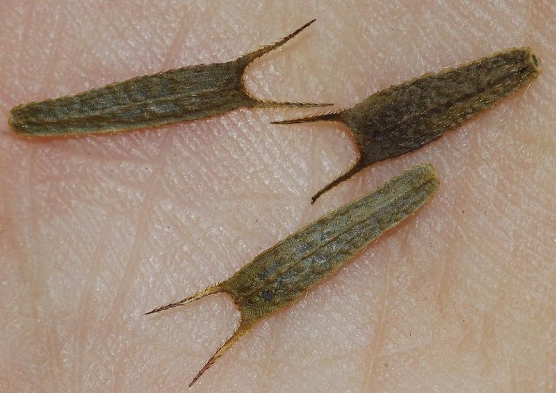 Bidens tripartita. Seeds.