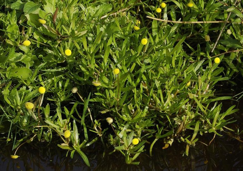 Cotula coronopifolia.