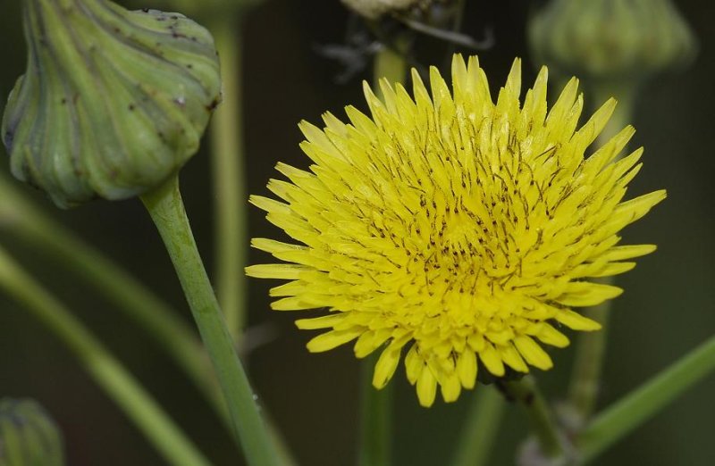 Sonchus asper. Close-up.