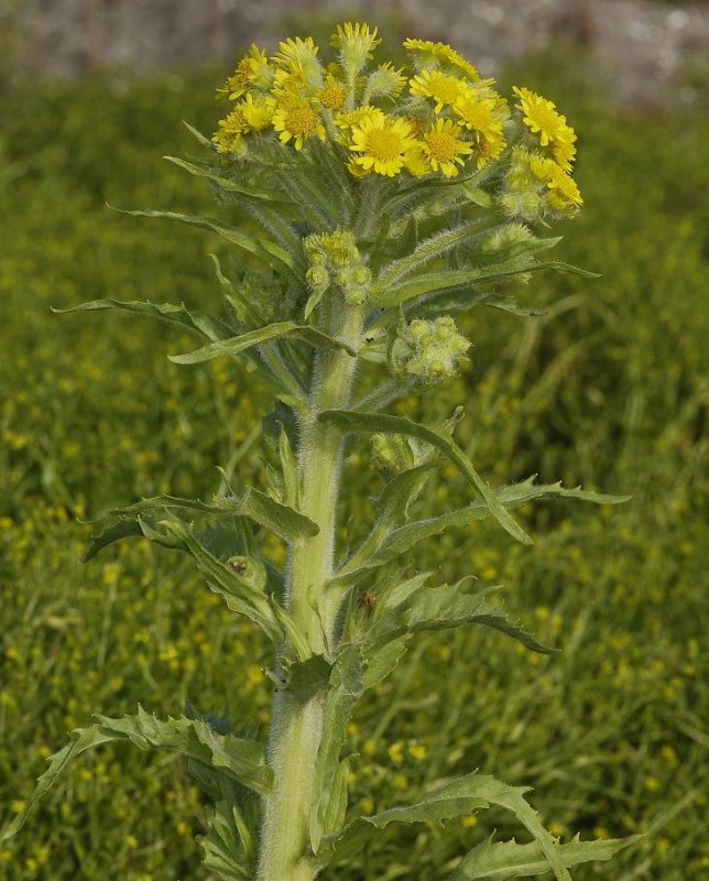 Tephroseris palustris. Hairy form.