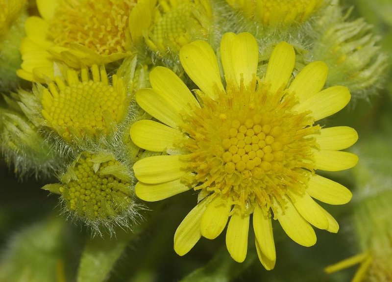 Tephroseris palustris. Flower Close-up.