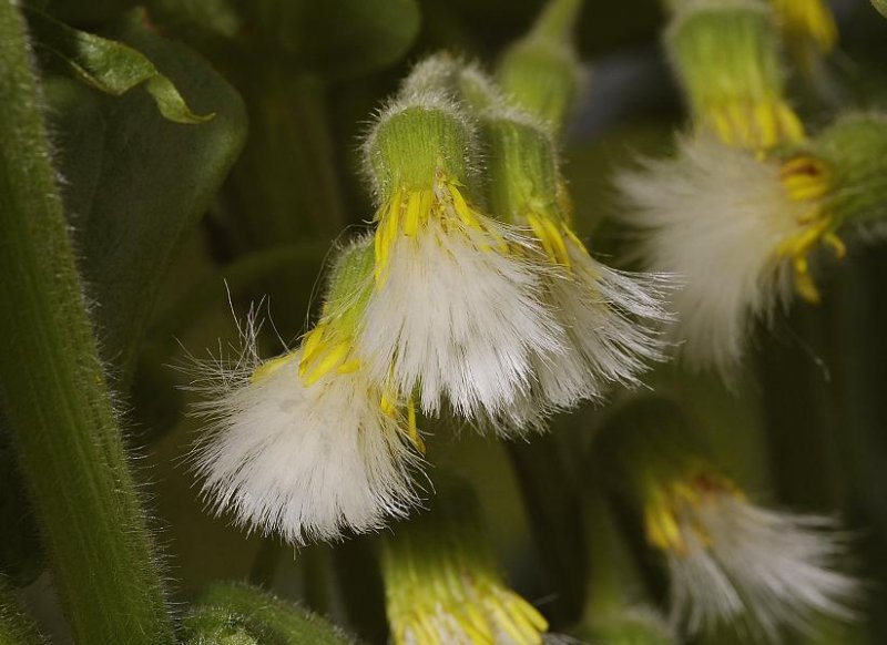 Tephroseris palustris. fruits.