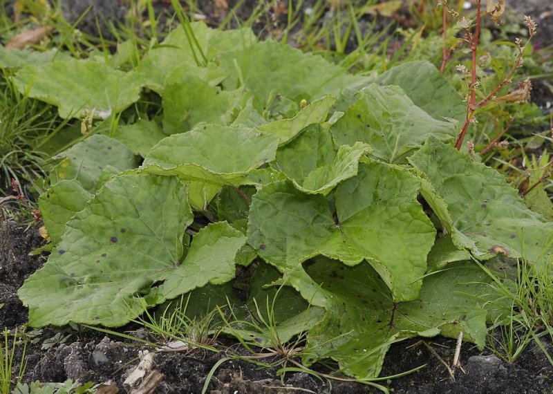 Tussilago farfara. Foliage later in the year