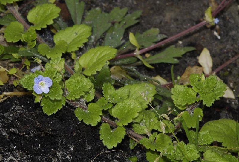 Veronica persica.
