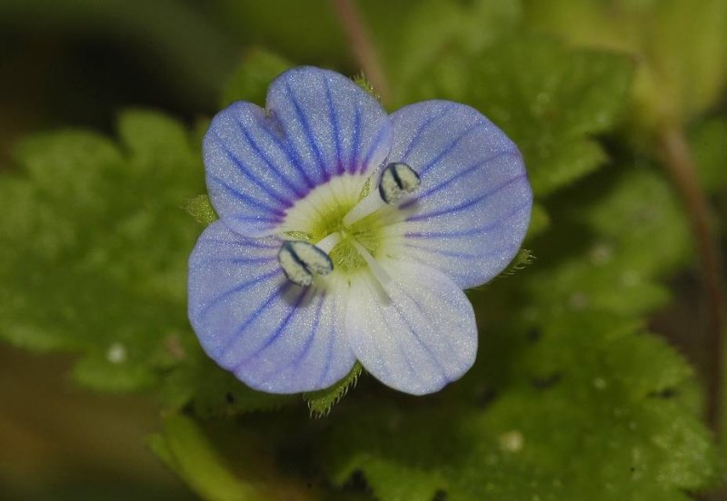veronica persica. Close-up.
