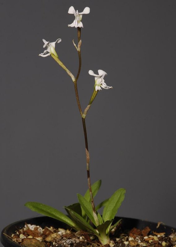 Disa sagittalis.