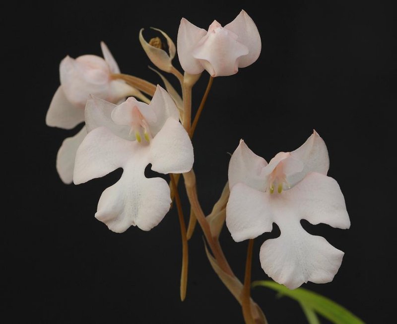 Habenaria carnea. Closer-up.