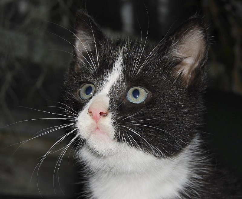 Maen Close. From here I would like to wish maen a happy live with his new owner Marjolein.