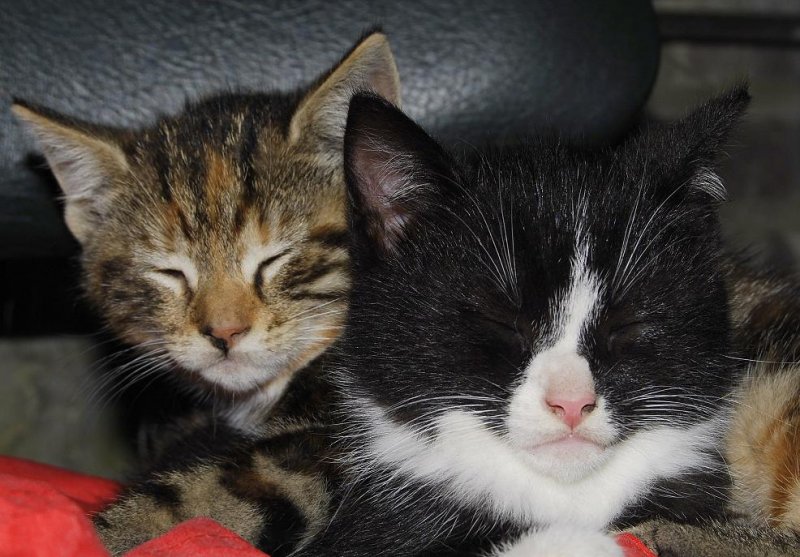 Happy cats