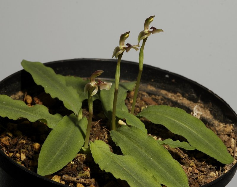 Chiloglottis trapeziformis