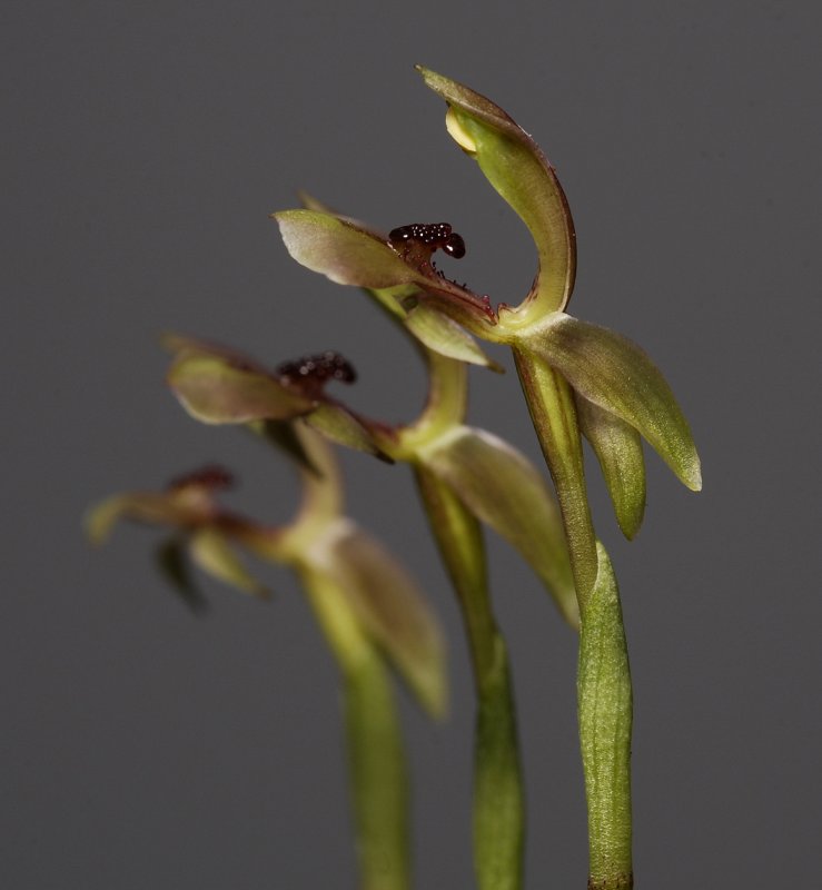 Chiloglottis trapeziformis. Trio.