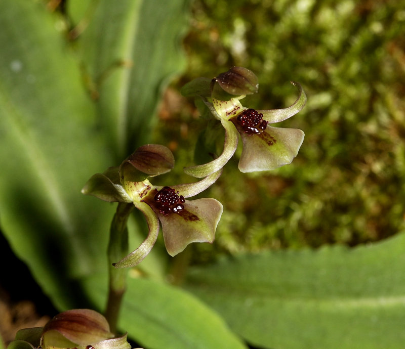 Chiloglottis trapeziformis.