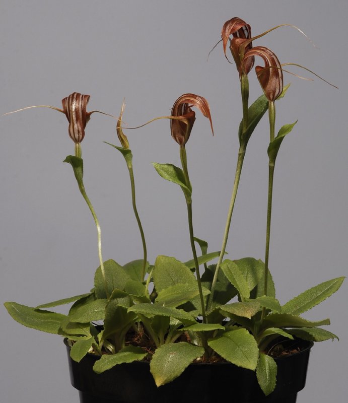 Pterostylis splendens.