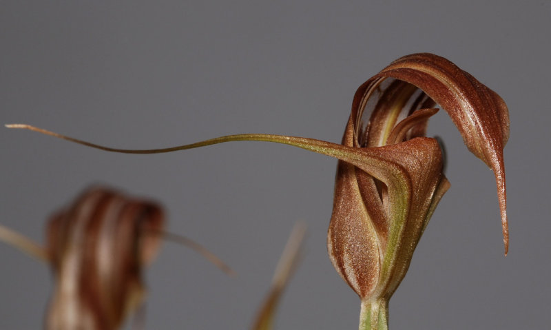 Pterostylis splendens. Close-up.