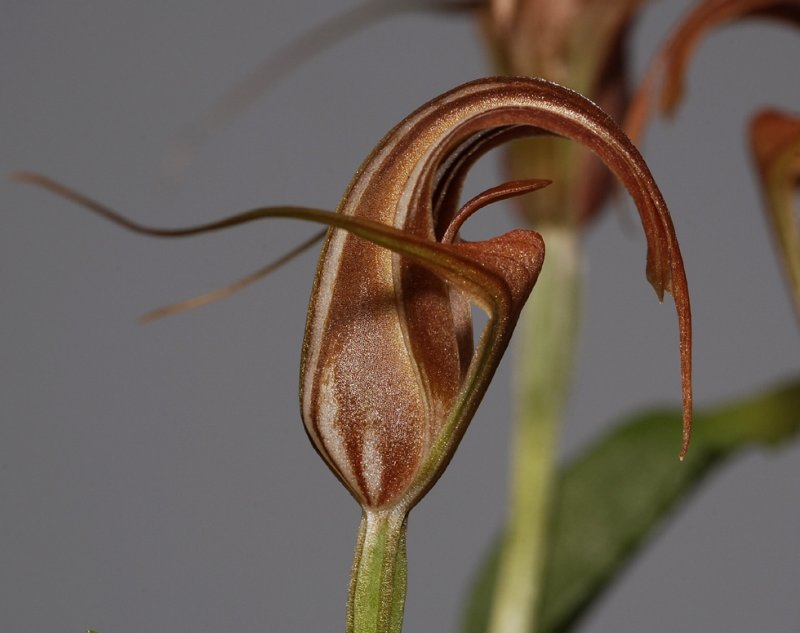 Pterostylis splendens. Close-up side.