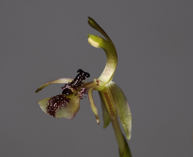 Chiloglottis truncata
