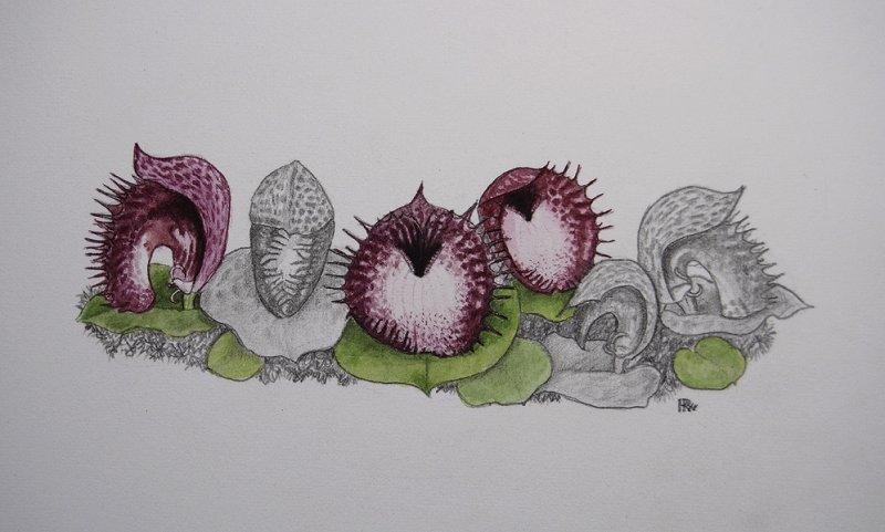 Corybas hispidus. Painting.