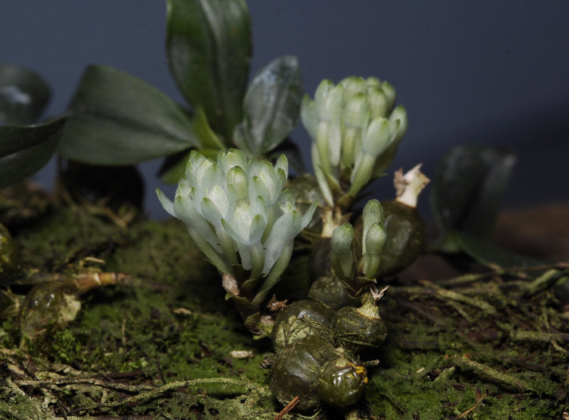 Dendrobium leucocyanum