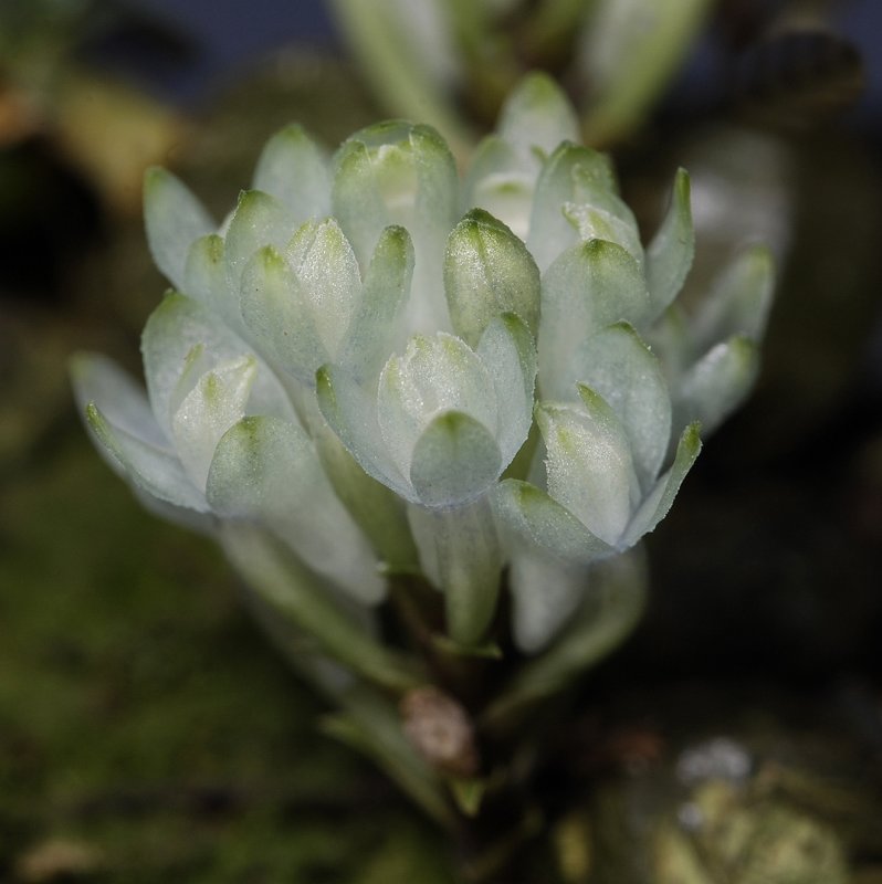 Dendrobium leucocyanum. Flowers