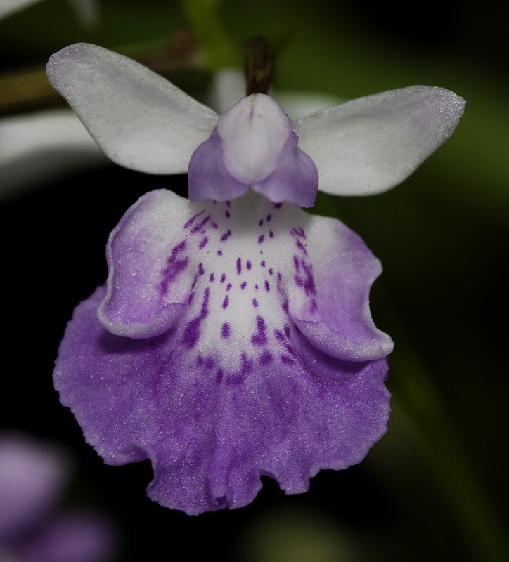 Ponerorchis graminifolia 5