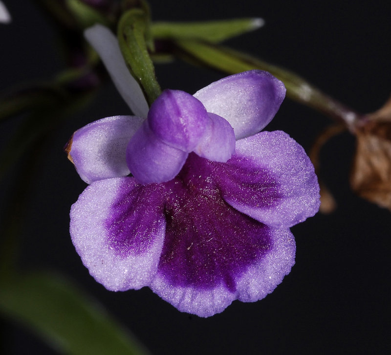 Ponerorchis graminifolia 9