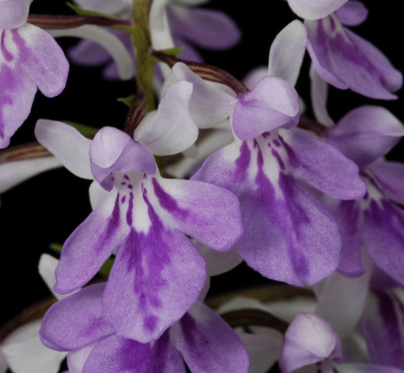 Ponerorchis graminifolia 13