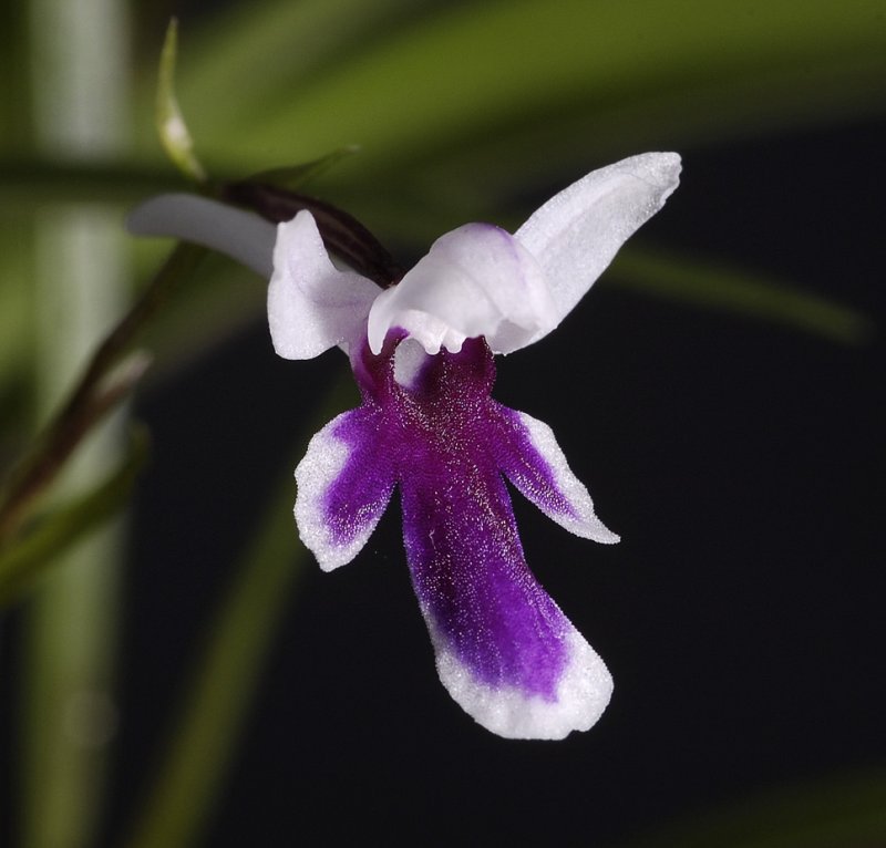 Ponerorchis graminifolia 25