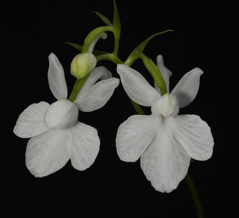 Ponerorchis graminifolia 28