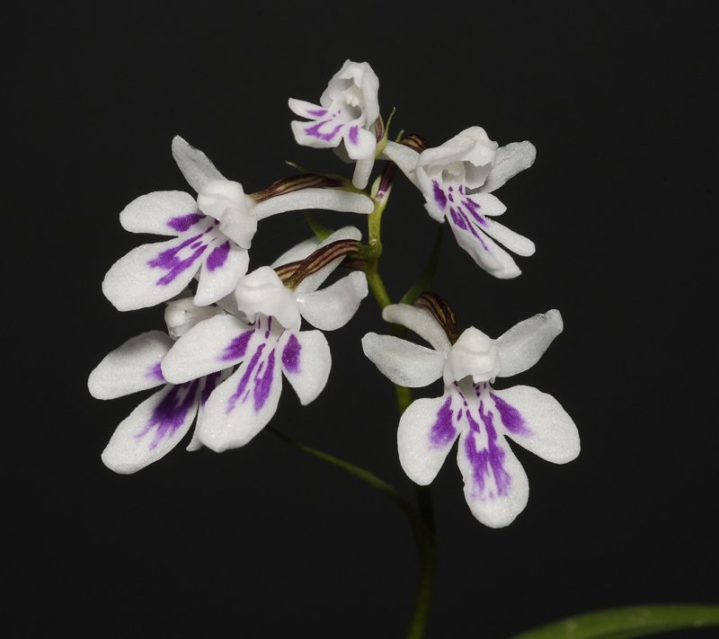 Ponerorchis graminifolia 33