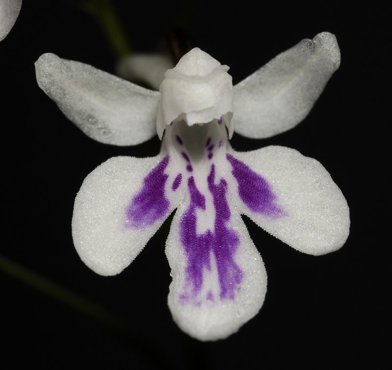 Ponerorchis graminifolia 33 close up