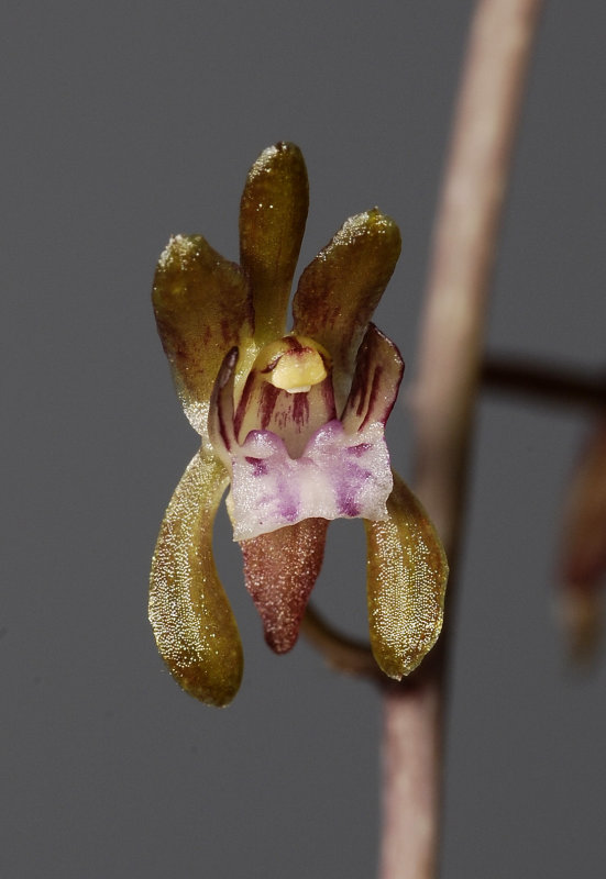 Oeceoclades roseovariegata. Close-up.