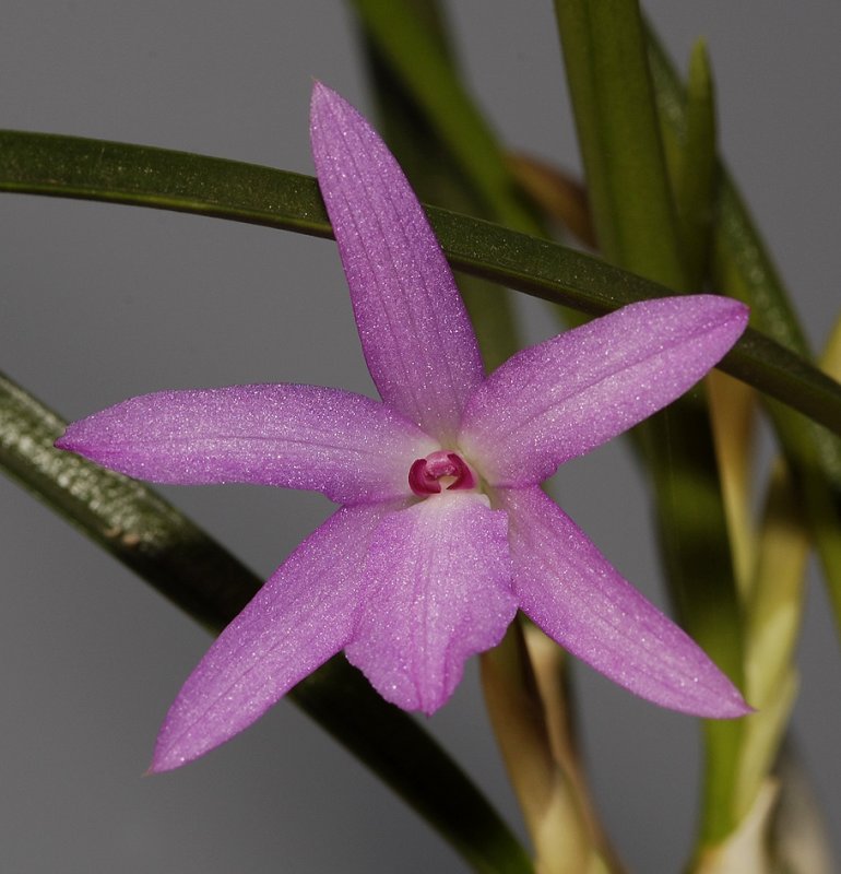 Isabelia violacea. Close-up.