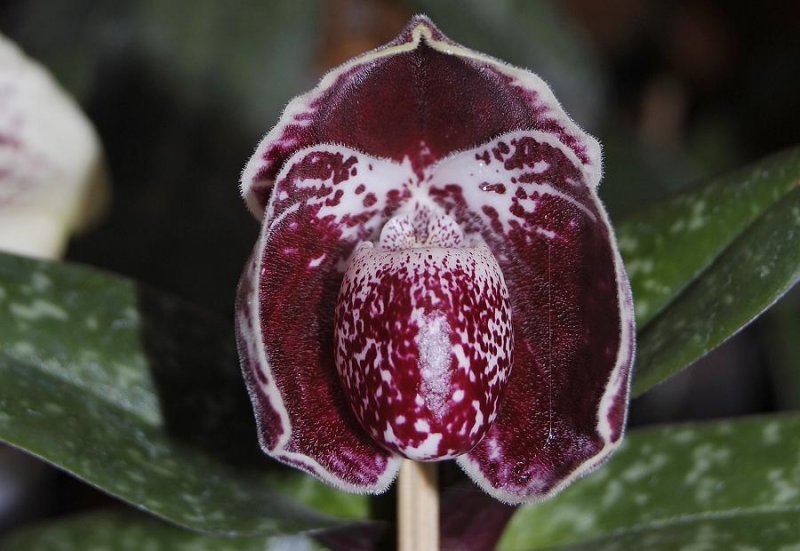 Paphiopedilum leucochilum red clone just opening. (plant courtesy of Boscha Popow)