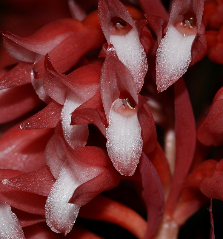 Stenorrhynchos speciosum. Close-up. (Plant photographed on show)